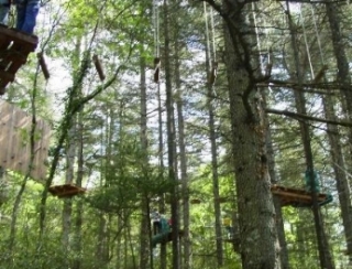 Aventura entre los árboles 